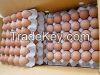 High Quality White / Brown Chicken Table Eggs In Trays and Cartons