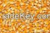 White and Yellow Corn/Maize GRADE 1