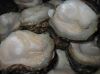 Locos (Chile Abalone) Meat Raw Frozen