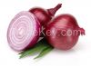 Fresh Onion