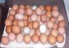 Fresh Chicken Eggs