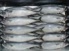 FrozenHorse Mackerel fish