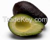 Fresh Avocado VERY HIGH GRADE