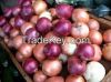 red/white and brown onion