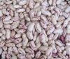 Light Speckled Kidney Beans ( Recent crop )