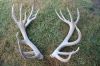 Naturally shed Whole Red Deer Antlers