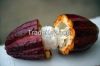 Best Selling Cocoa Beans & Powder