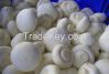 sell fresh/dry/brine chapignon/button mushrooms