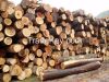 Acacia Wood Logs- Pulpwood & Plywood
