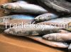 Frozen Whole Pacific Mackerel (Scomber japonicus)