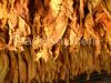 DRY TOBACCO LEAVES FOR SALE