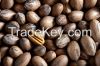 PECAN NUTS FOR SALE