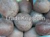 Premium Dried Desiccated Coconut