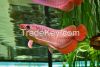"A" Grade supper red Arowana fishes and many others available