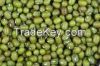 green mung  beans