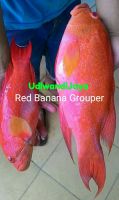 Fresh Chilled Red Banana Grouper