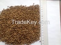 Coriander seeds