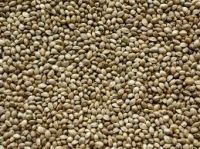 Sell Green Millet/Best quality/ competitive price