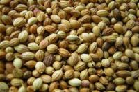 Coriander Seeds, black coriander seed