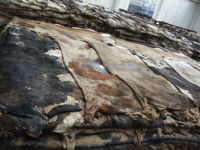 Animal skins and Hides for sale