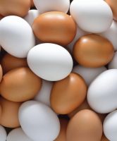 Fresh Shell Eggs, Chicken Eggs, Fresh Chicken Eggs