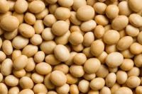 Soybean , soy bean, soya bean 5-8mm, Non GMO Soya beans