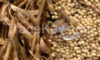 Soybeans