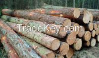 Timber Logs , Tali, Okan, Dabema, Bilinga, Frake, Azobe, Padouk and More
