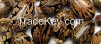 Castor Seeds