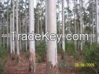 Eucalyptus Grandis Seedling