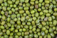 Green mung beans