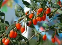 Sell goji berry Extract 20%-40% polysaccharides
