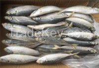 Horse Mackerel For Wholesale