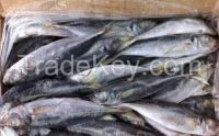 Yellow Tail Horse Mackerel (Frozen Trachurus Trachurus)