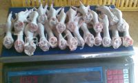 Processed Frozen Chicken Feet, Halal Whole, Paws, Wings, Leg quarter ETC (Halal Certified)