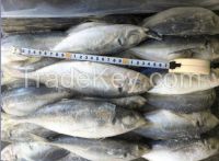 Frozen Horse Mackerel with Size 25cm up (Trachurus Trachurus)