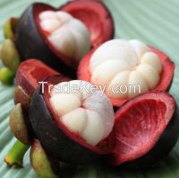 High Quality Fresh Mangosteen Supplier