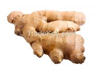 Best Quality Ginger Supplier