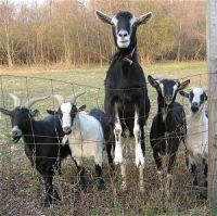 goat livestock