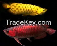 Super Red Arowana Fish / Black Diamond stingray Fish