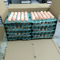 Sell Fertile Eggs