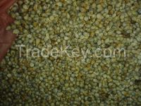 GREEN MILLET ( BAJRA )