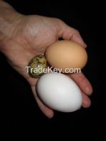 egg, ostritch egg, chicken egg, parrot egg, quail egg