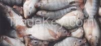 Whole Frozen Tilapia