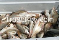 Croaker fish