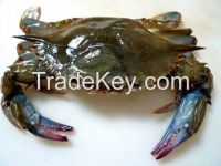 Live and Frozen Soft Shell Crab