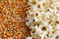 Fresh Corn , Yellow Corn, Maize , Frozen Corn, Popcorn