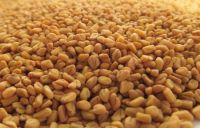 Fenugreek Seed