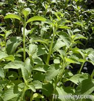 Sell Stevia leaf