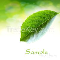 Sell Green Tea Extract